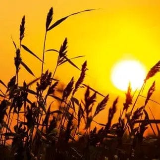 Pašlīmējošas fototapetes virtuvei ar dabas motīvu - Niedres  (260x60 cm) Art4home