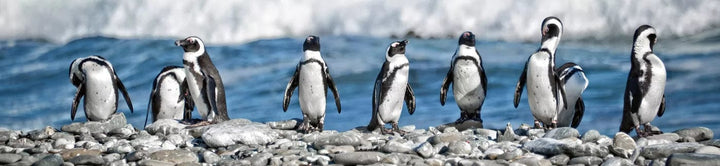 Pašlīmējošas fototapetes virtuvei - Pingvīni (260x60 cm) Art4home