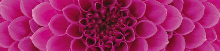 Fototapetes virtuvei ar lamināciju - Rozā dālija  (260x60 cm) Art4home