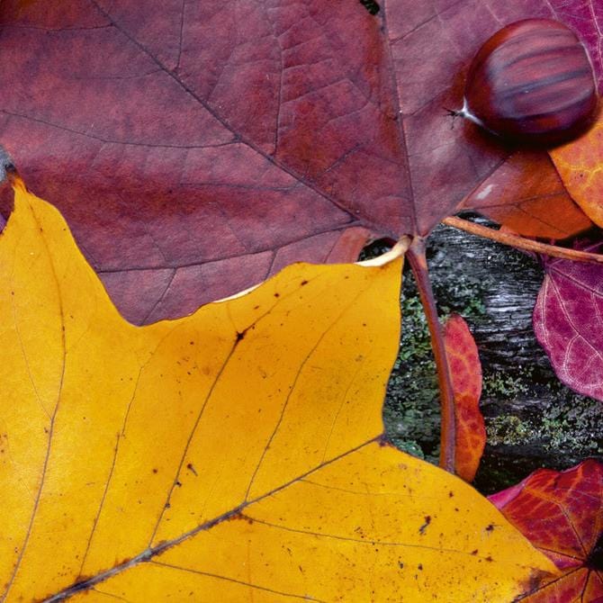 Fototapetes virtuvei ar lamināciju  - Rudens lapas  (260x60 cm) Art4home