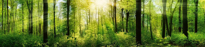 Pašlīmējošas fototapetes virtuvei - Saulains mežs  (260x60 cm) Art4home
