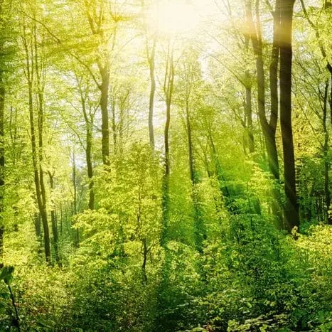 Pašlīmējošas fototapetes virtuvei - Saulains mežs  (260x60 cm) Art4home