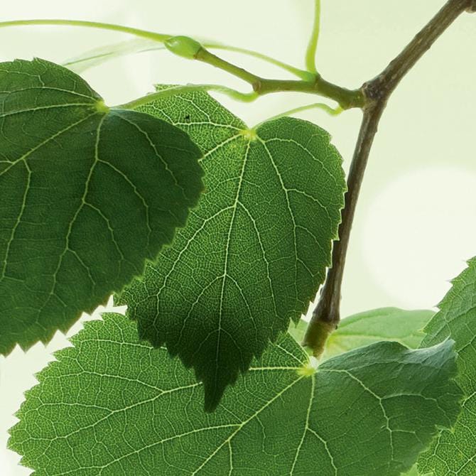 Fototapetes virtuvei ar lamināciju - Zaļās lapas (260x60 cm) Art4home