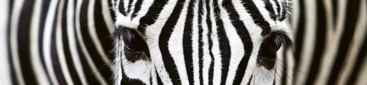Fototapetes virtuvei ar lamināciju - Zebra (260x60 cm) Art4home