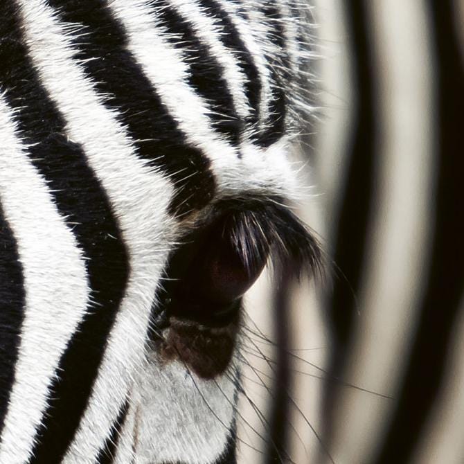 Fototapetes virtuvei ar lamināciju - Zebra (260x60 cm) Art4home