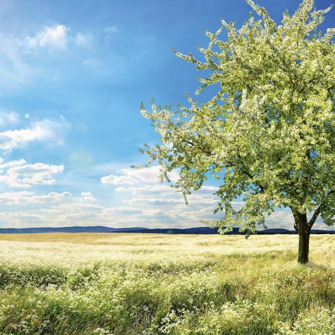 Fototapetes virtuvei ar lamināciju - Ziedošs koks  (260x60 cm) Art4home