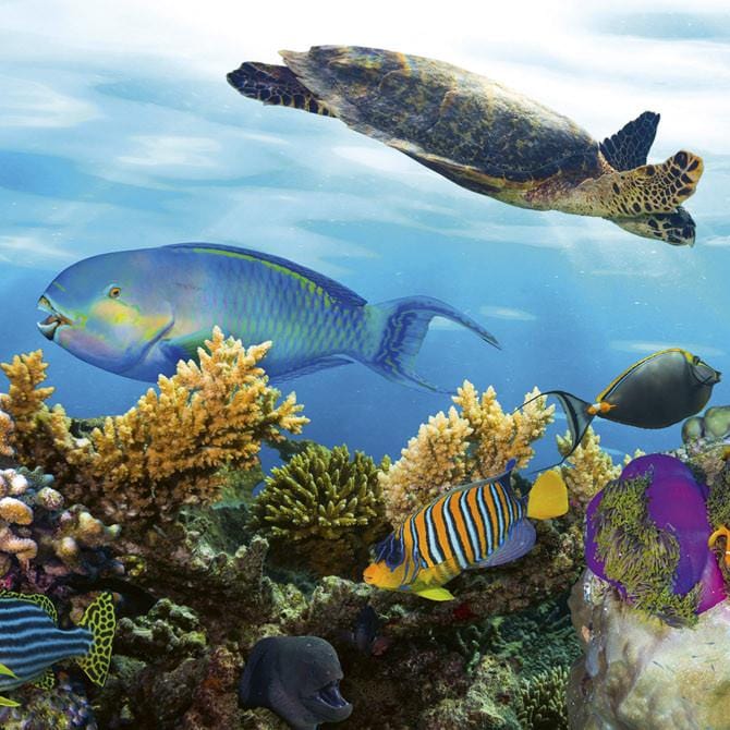 Fototapetes virtuvei ar lamināciju - Zivis  (260x60 cm) Art4home