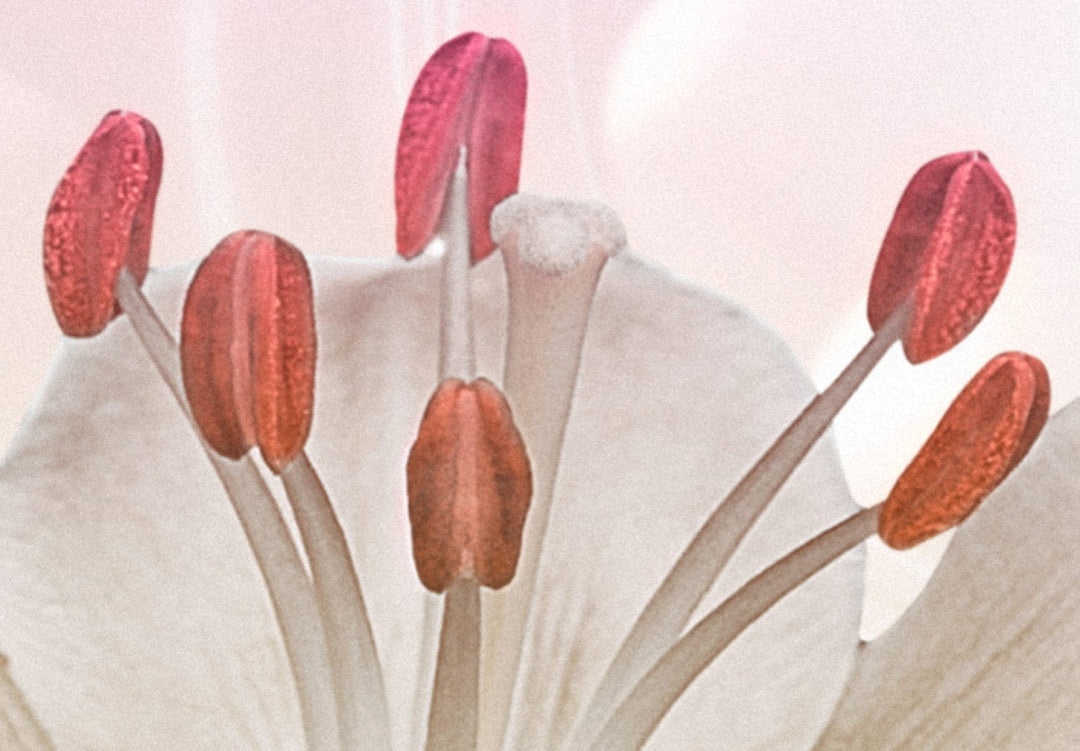 Glezna ar baltam lilijām uz rozā kristāliem - Rozā aizraušanās, 90521 G-ART