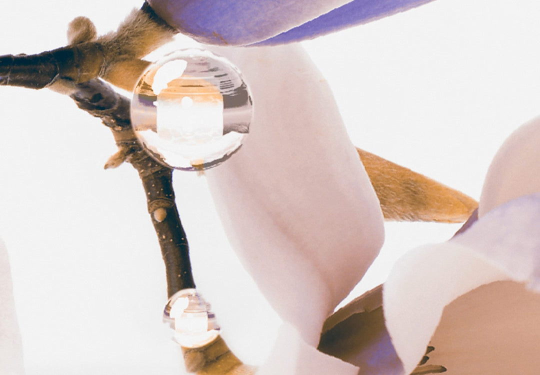 Glezna - Magnolijas virs ūdens , (x 5), violeta, 123644 G-ART