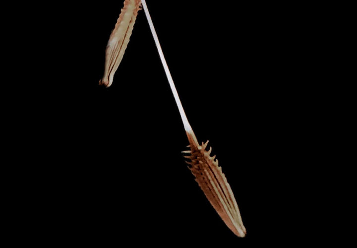 Glezna - Pieneņu sēklas - fotogrāfija uz tumša fona (x 1), 137253 G-ART.