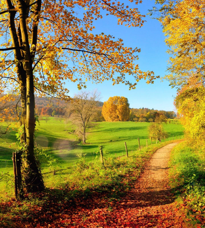 225x250 cm Fototapetes - Rudens pļava D-ART