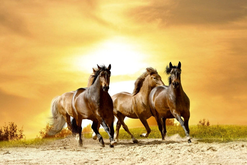 375x250 cm,  Fototapetes ar zirgiem - Zirgi saulrieta laikā D-ART