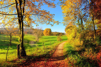 375x250 cm, Fototapetes - Pļava ✅ Ir noliktavā D-ART