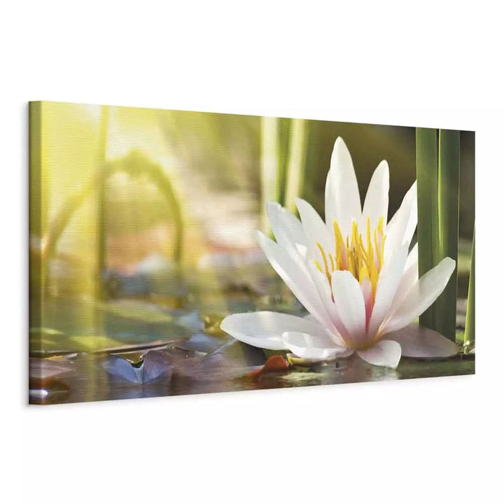 Kanva ar lotosa ziedu - Lotosa mirdzums, 93083, (x1)