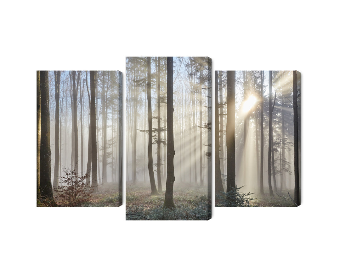 Canva - Sunrise in forest, N-1853