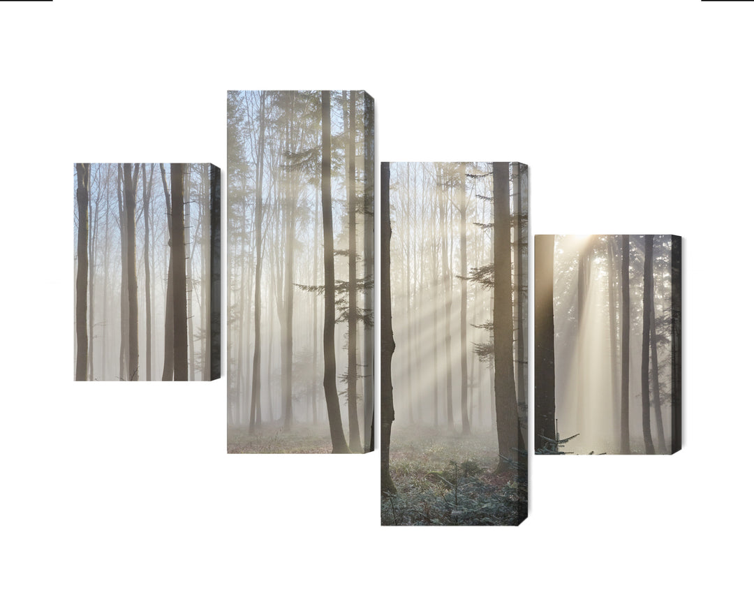 Canva - Sunrise in forest, N-1855