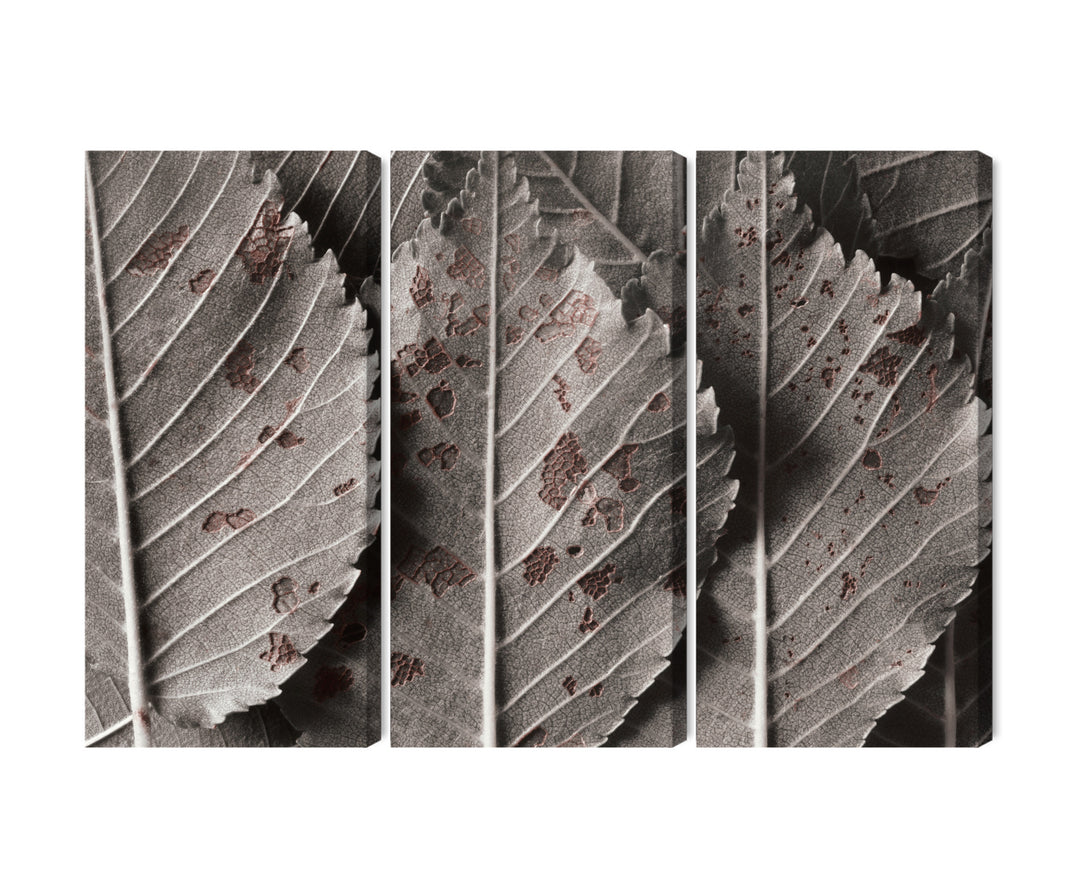 Canva - Macro scale grey leaves, N-3863