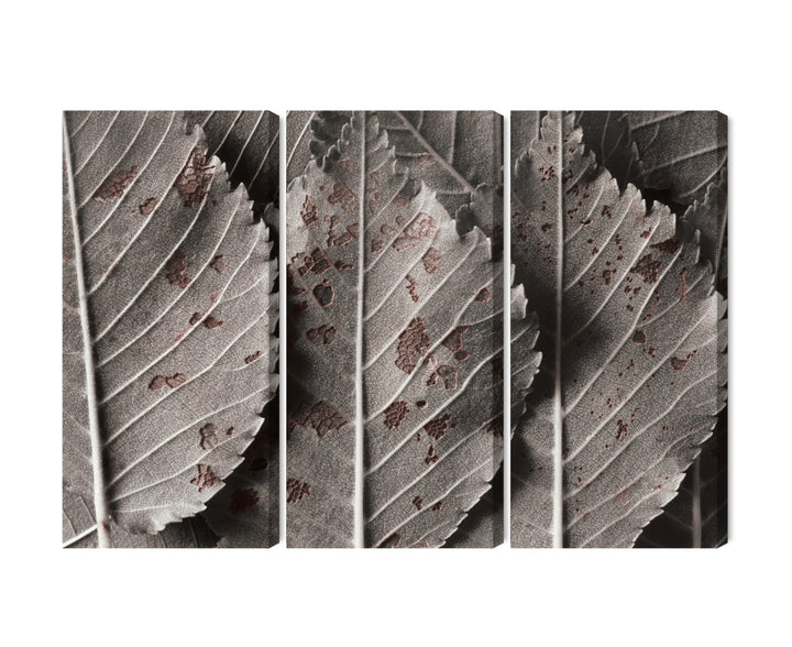 Canva - Macro scale grey leaves, N-3863