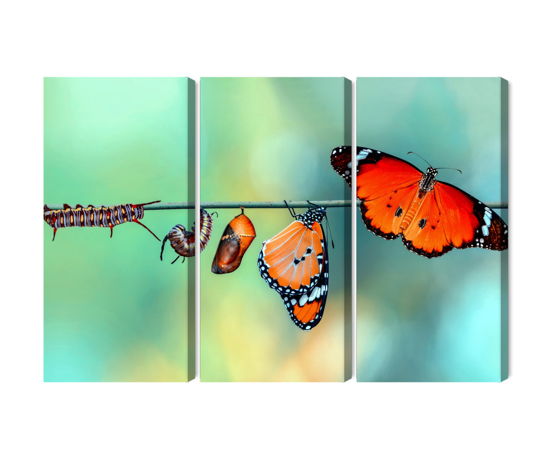 Canva - Colourful caterpillars and butterflies, macro, N-3958