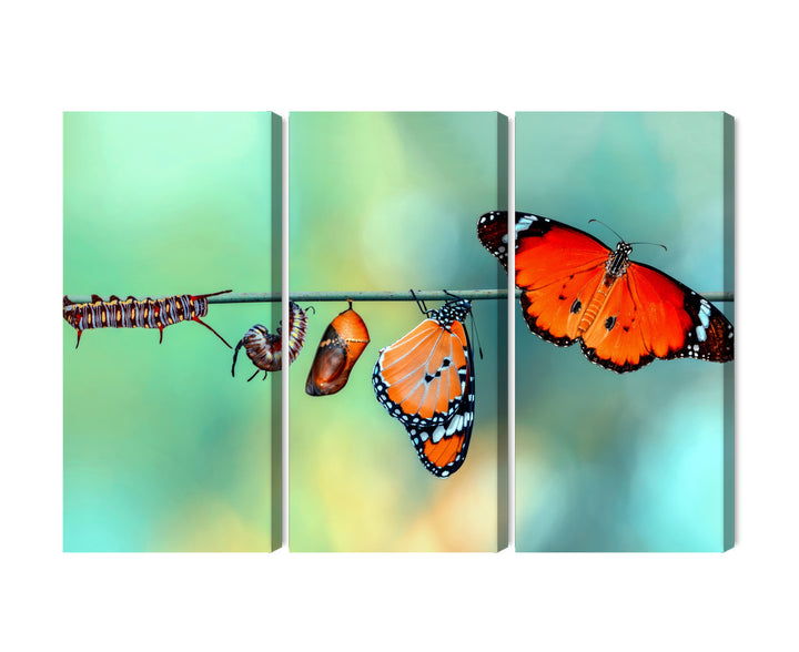 Canva - Colourful caterpillars and butterflies, macro, N-3958