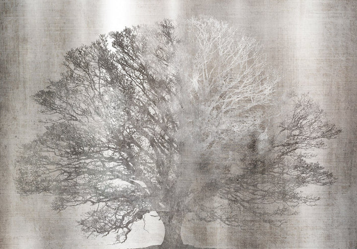 Fototapeet - Silver Oak, 148777