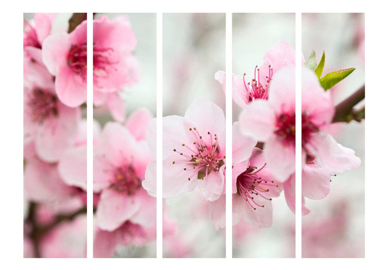 Aizslietnis Pavasaris, ziedošs koks - rozā ziedi 225x172 cm ART