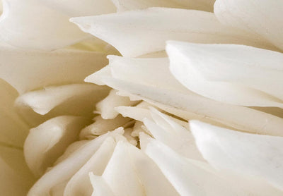 Apaļa kanva (Deluxe) - Balts zieds siltā krēmkrāsas gaismā, 148737 G-ART