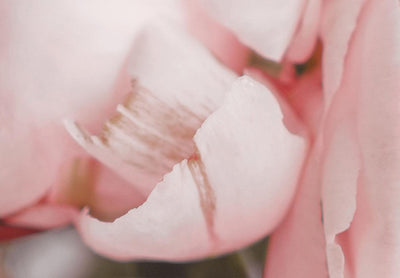 Apaļa Glezna (Deluxe) - Gaiši rozā peonijas - ziedu pušķis pasteļkrāsāsās, 148687 Tapetenshop.lv