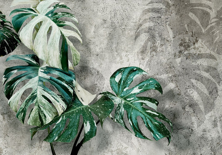 Wall Murals with green Monstera leaves on dark grey background, 135503