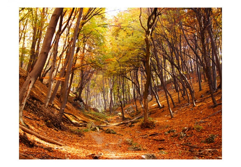 Фотообои 59843 Осенний лес G-ART