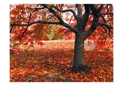 Fototapetes 59844 ⁠Rudens - krāšņs gadalaiks G-ART