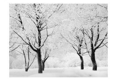 Valokuvatapetti 60265 Lumen peittämät puut G-ART