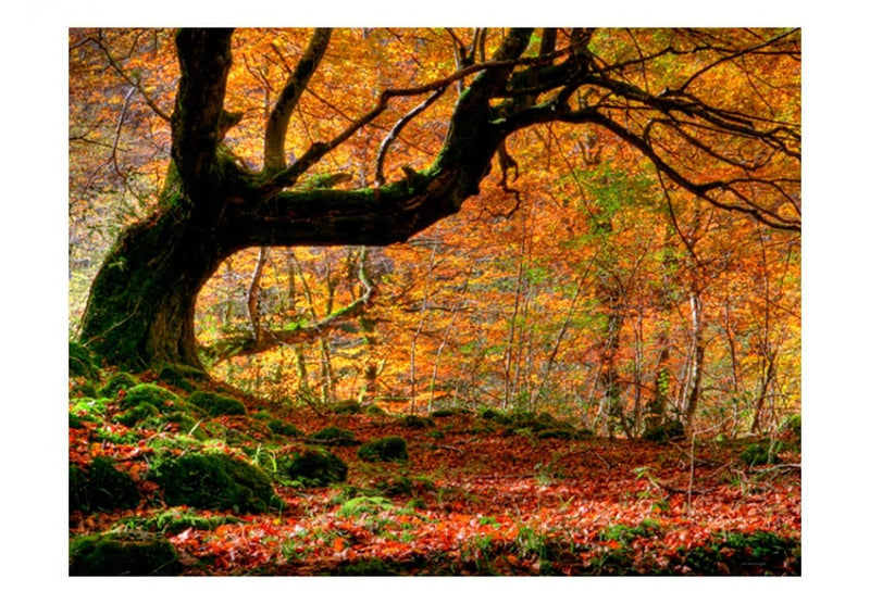 Фотообои 60278 Осень, лес и листья G-ART