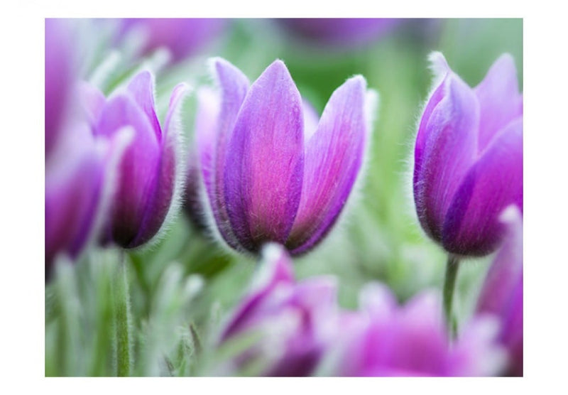 Фотообои 60345 Фиолетовые тюльпаны G-ART