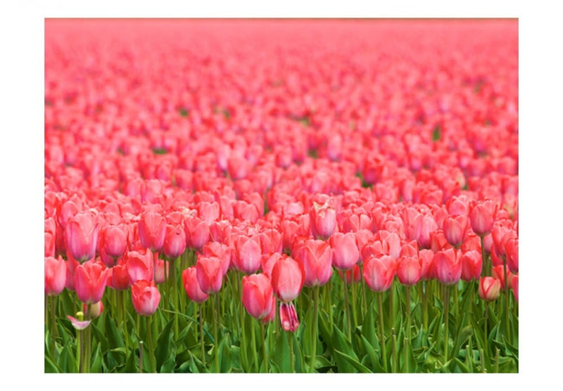 Valokuvatapetti 60351 Vaaleanpunaiset tulppaanit G-ART