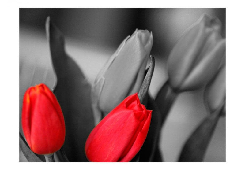 Фотообои 60352 Красные тюльпаны на черно-белом фоне G-ART