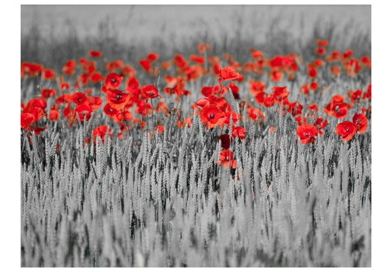 Wall Murals 60400 Poppies on black and white background G-ART