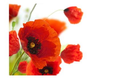 Wall Murals 60643 Poppies on white background G-ART