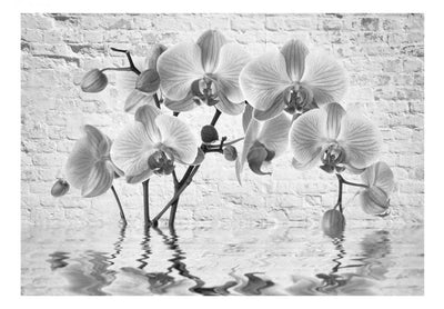 Fototapetes 62017 Orhideja pelēkos toņos G-ART