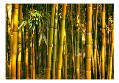 Fototapetes 88724 Bambusu mežs G-ART