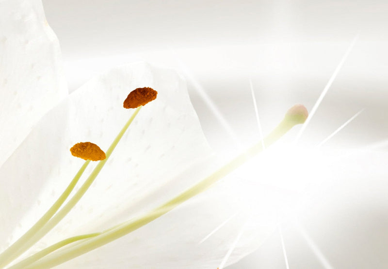 Fototapetes ar baltam lilijām - Apžilbinošs Spīdums, 97571 G-ART