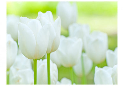 Wall Murals with white tulips on green background - Tulip Fields, 60350 G-ART
