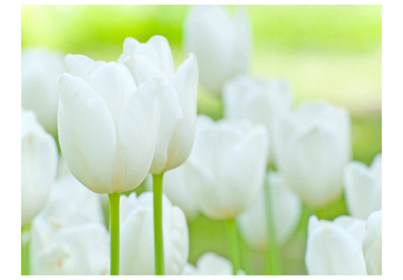 Фотообои с белыми тюльпанами на зеленом фоне - Поля тюльпанов, 60350 G-ART