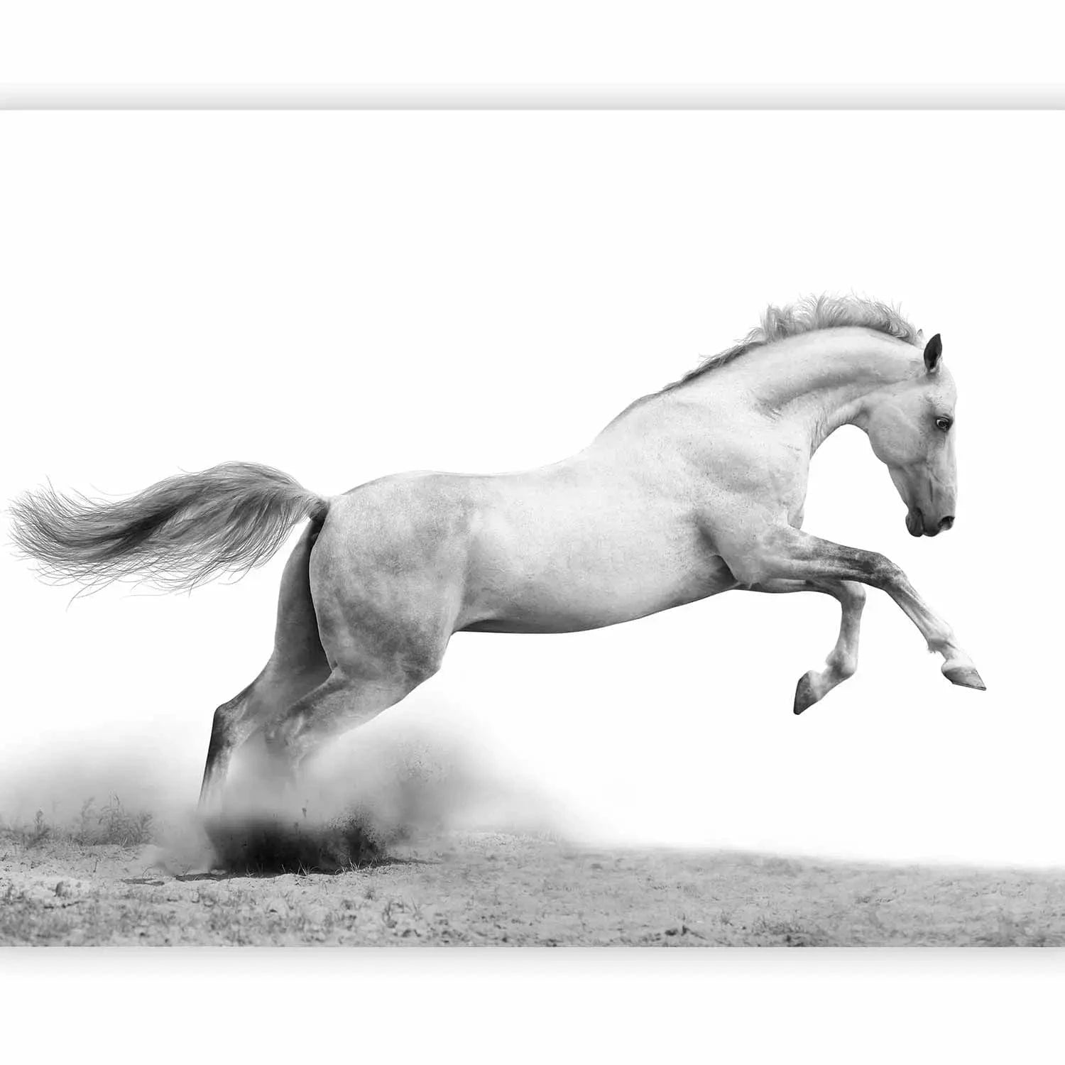 Fototapetes ar baltu zirgu - Eklipse, 60965 G-ART