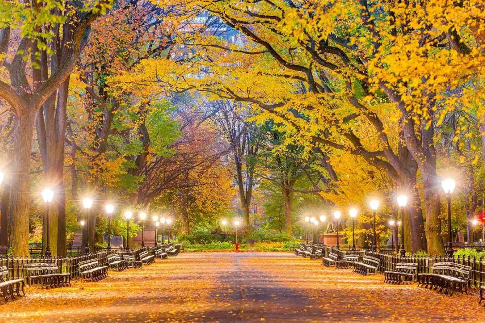 Fototapetes ar dabu - Centrālais parks rudenī, dzeltena D-ART