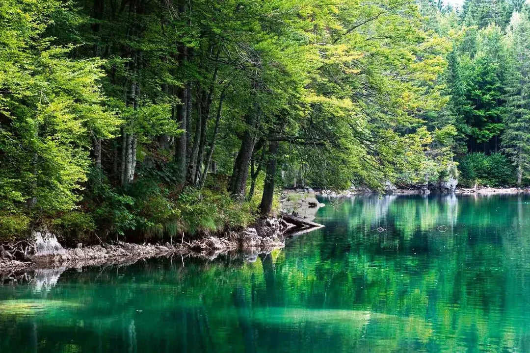 Fototapetes ar dabu - Ezers un mežs, zaļā krāsā D-ART
