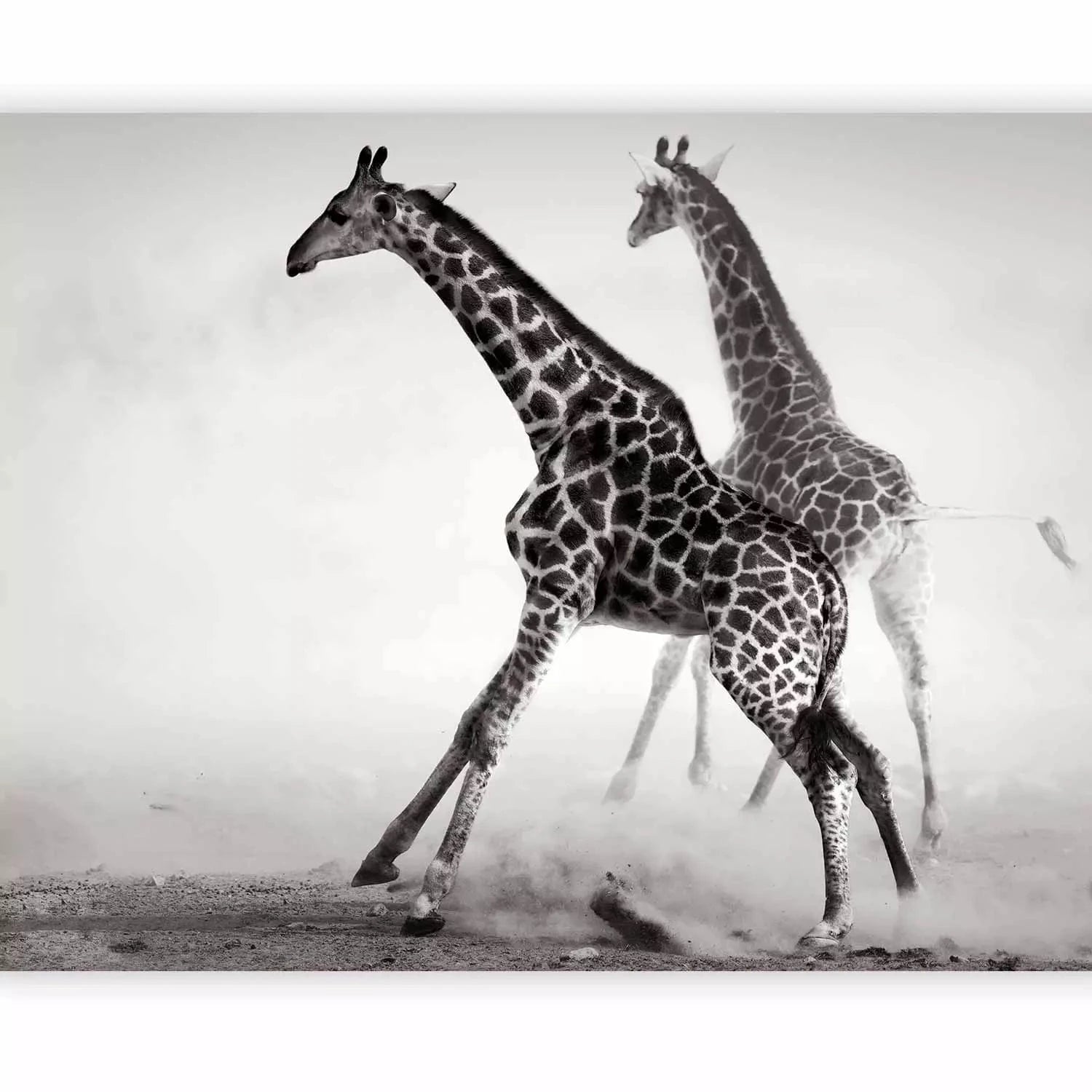 Fototapetes ar dzīvniekiem - Žirafes G-ART