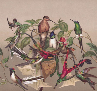 Wall Murals with exotic birds, brown, green, RASCH, 2045520, 318x300 cm RASCH