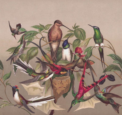 Fototapetai su egzotiniais paukščiais, ruda, žalia, RASCH, 2045520, 318x300 cm RASCH