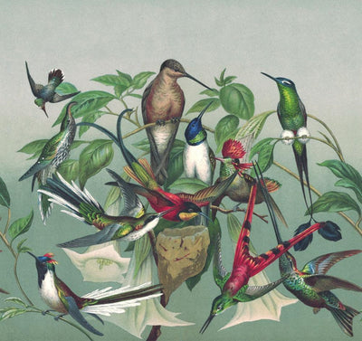 Фотообои с экзотическими птицами, зеленый, RASCH, 2045470, 318x300 см RASCH